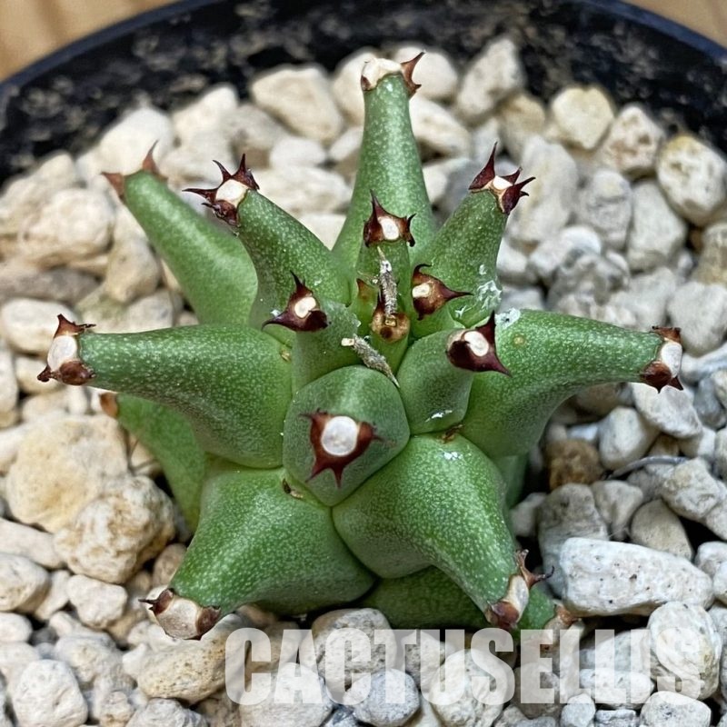 SH33874 Monadenium schubei ES 20190