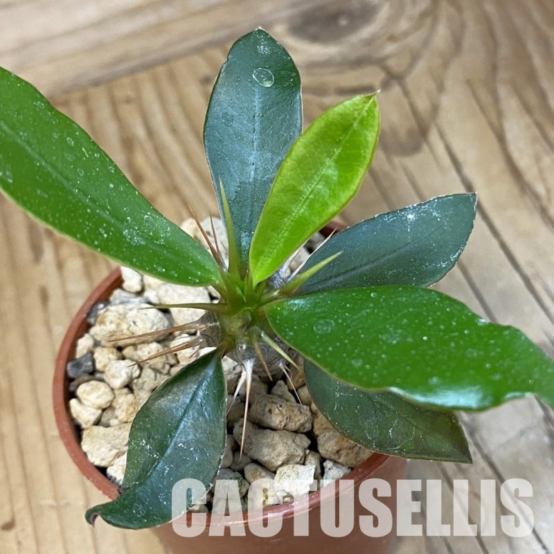 SH33875 Euphorbia delphinensis