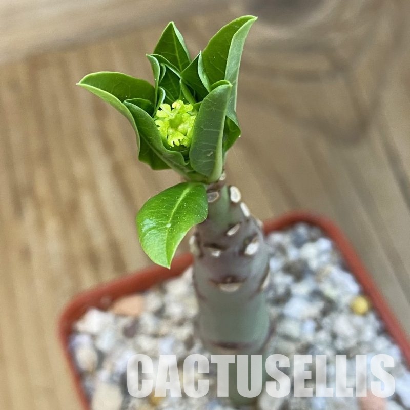 SH33876 Euphorbia aff. goetzei