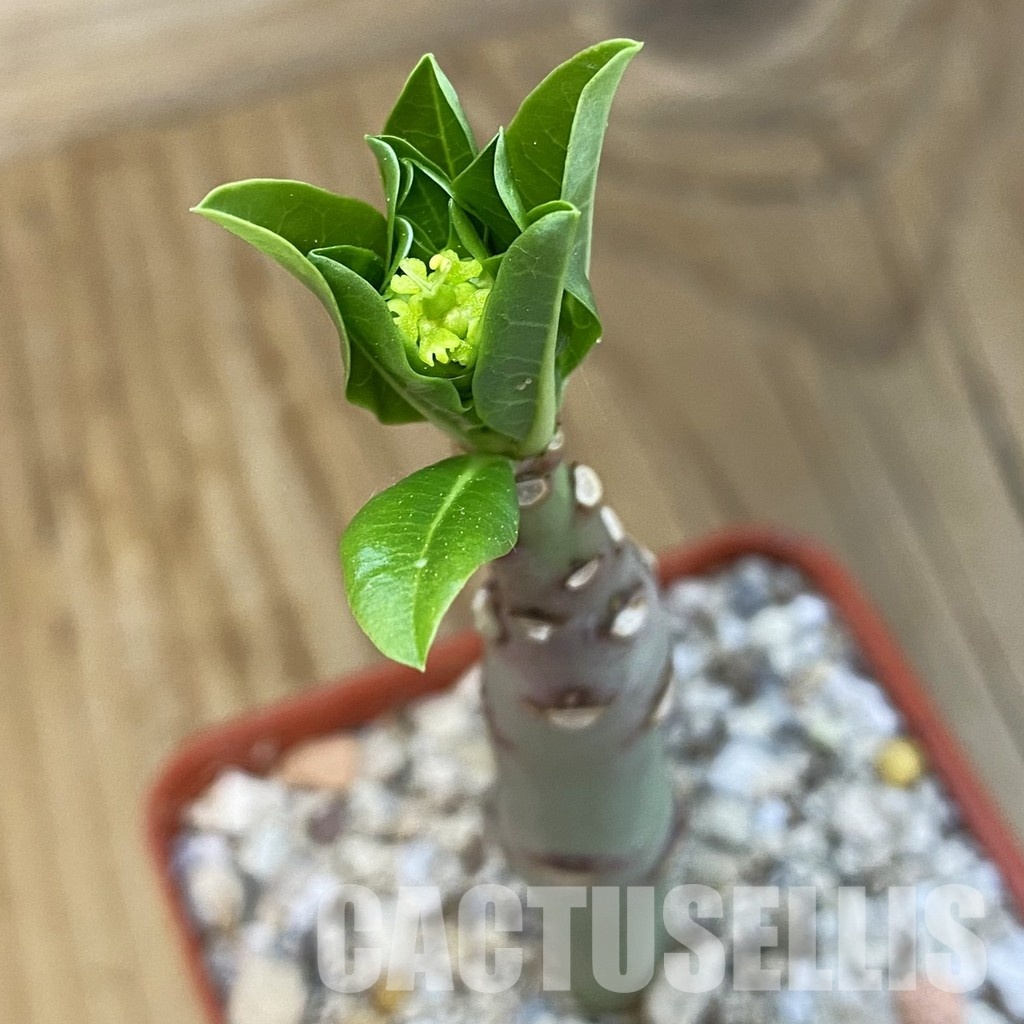 SH33876 Euphorbia aff. goetzei