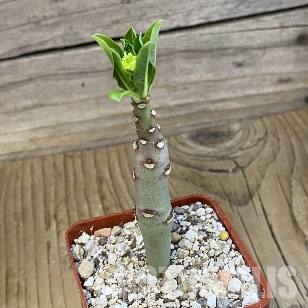 SH33876 Euphorbia aff. goetzei - Image 2