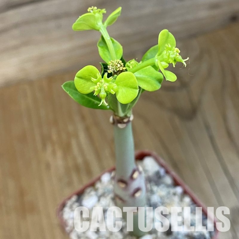 SH33877 Euphorbia aff. goetzei