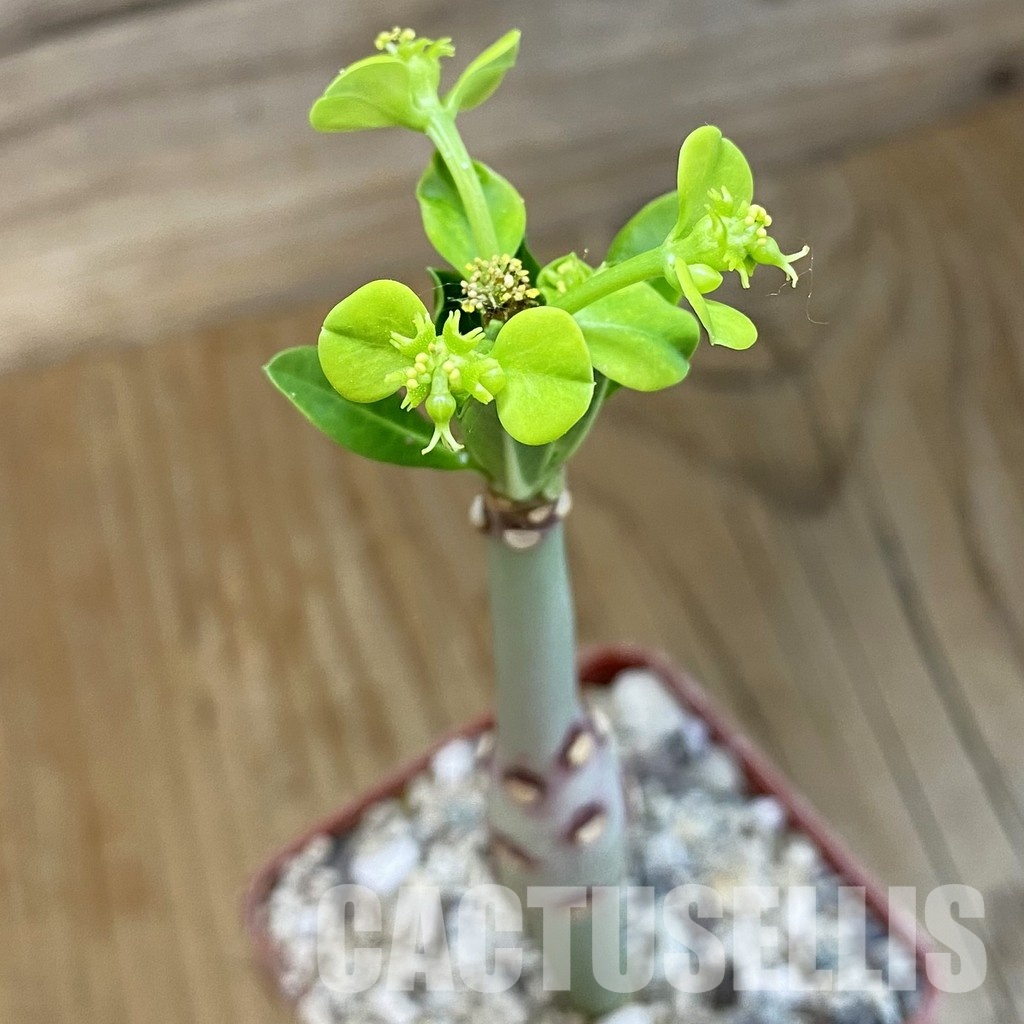 SH33877 Euphorbia aff. goetzei