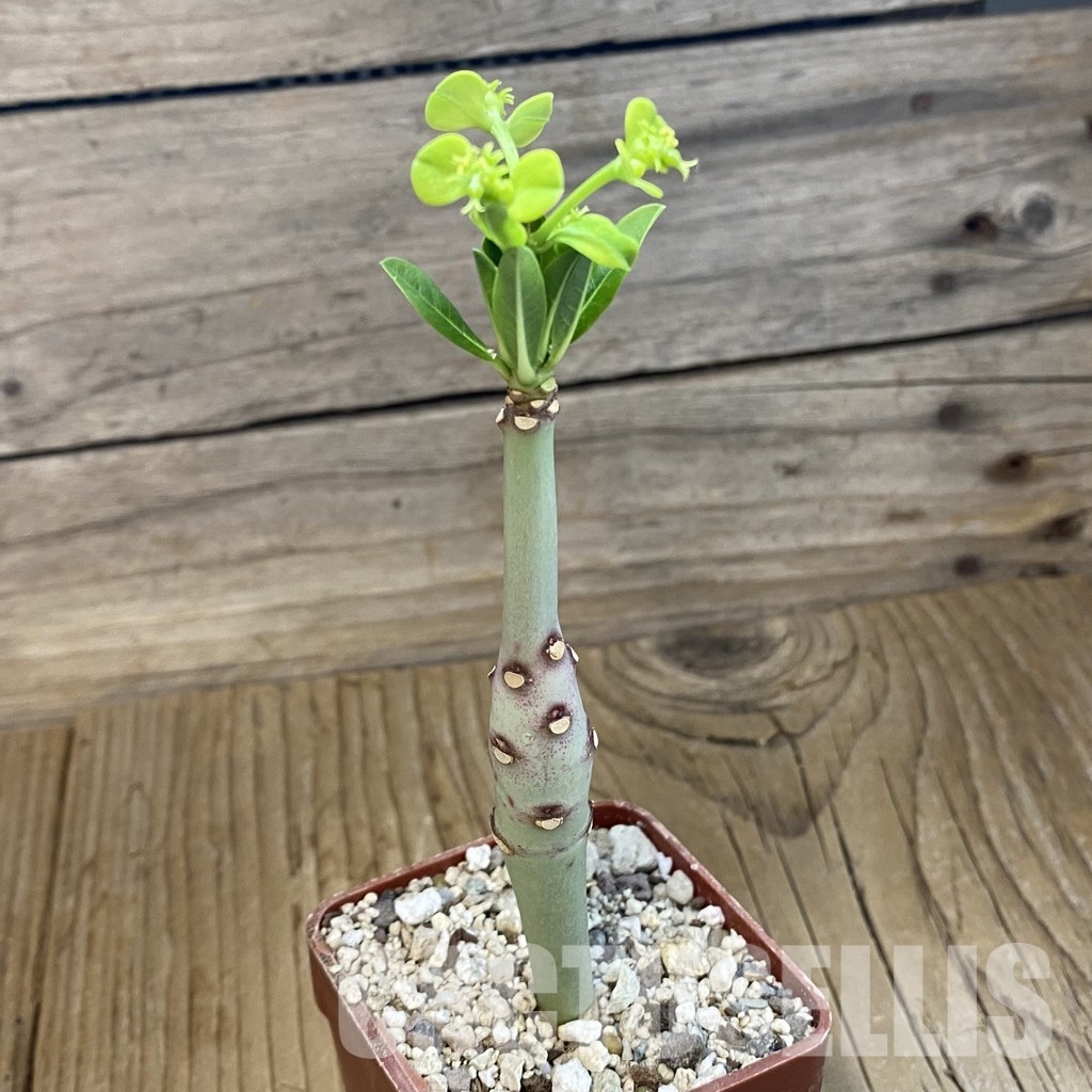 SH33877 Euphorbia aff. goetzei - Image 2