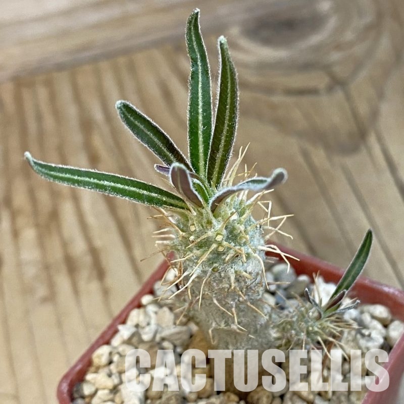 SH33878 Pachypodium rosulatum ssp. gracilius PV1823