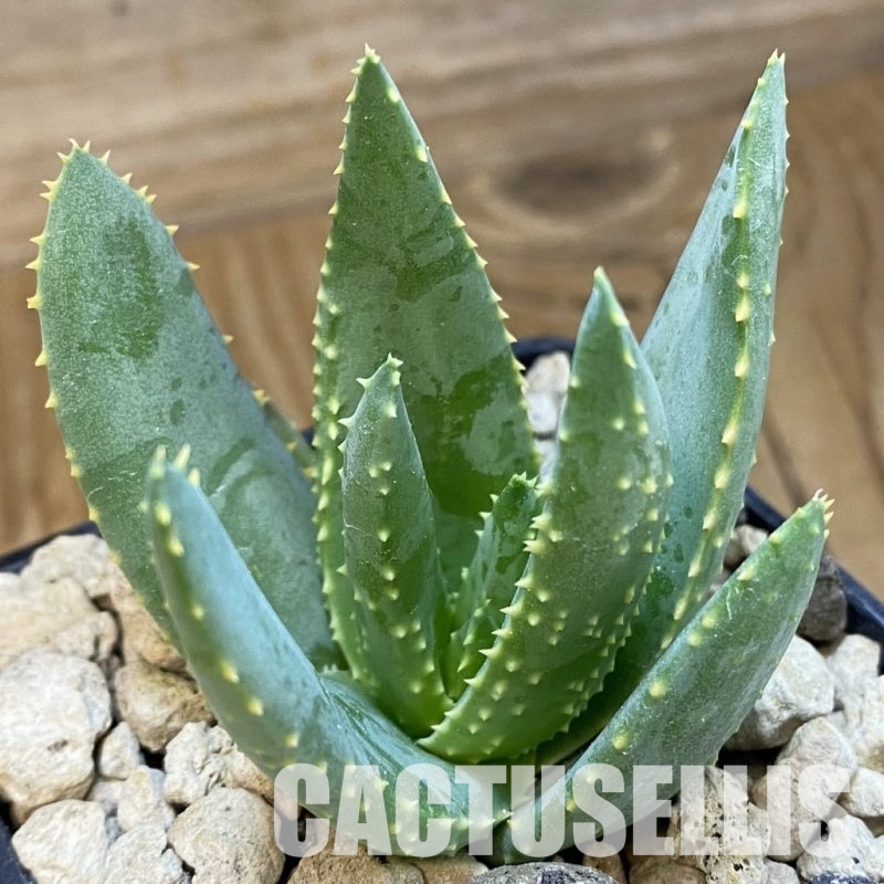 SH33834 Aloe ramosissima