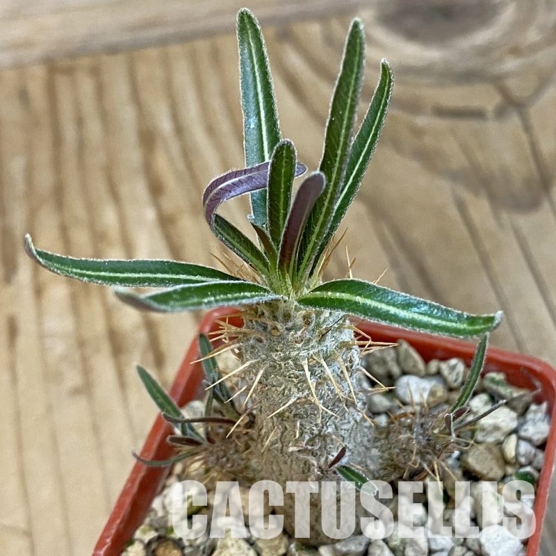 SH33879 Pachypodium rosulatum ssp. gracilius PV1823