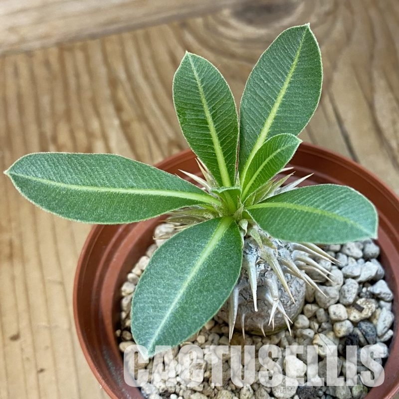 SH33880 Pachypodium eburneum