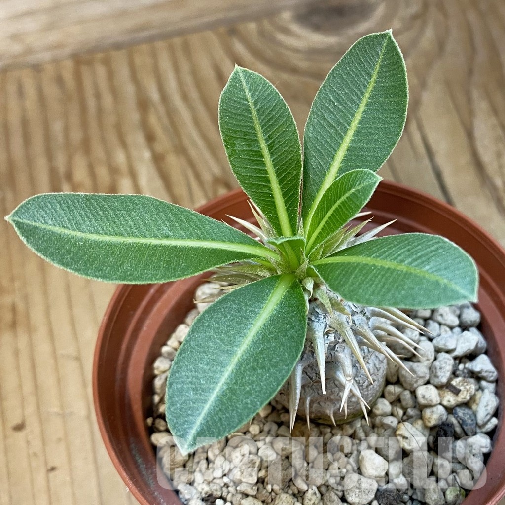SH33880 Pachypodium eburneum