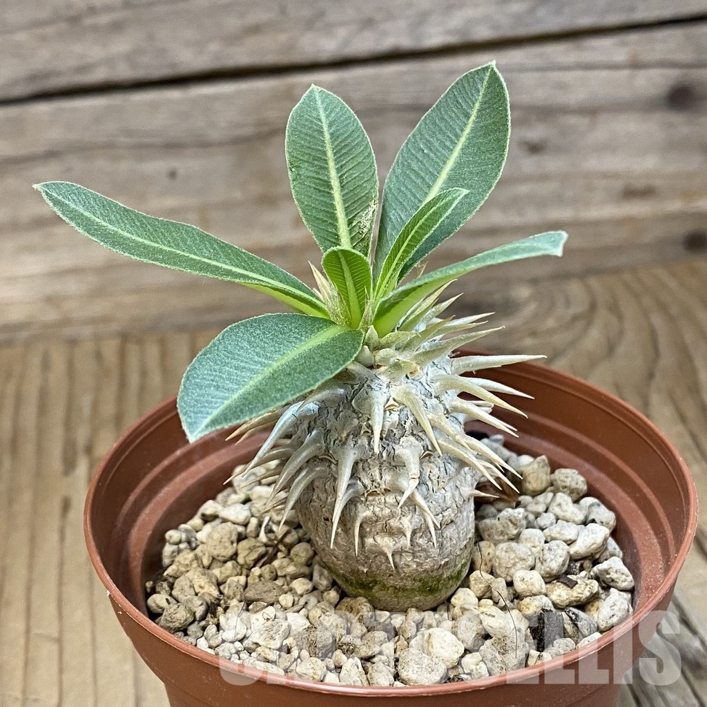 SH33880 Pachypodium eburneum - Image 2
