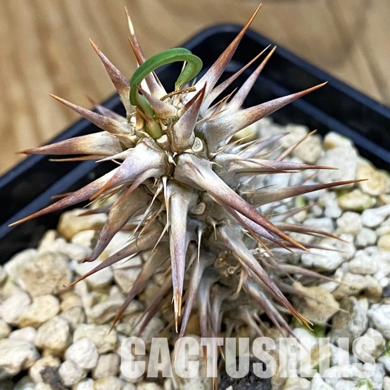 SH33881 Euphorbia rossii