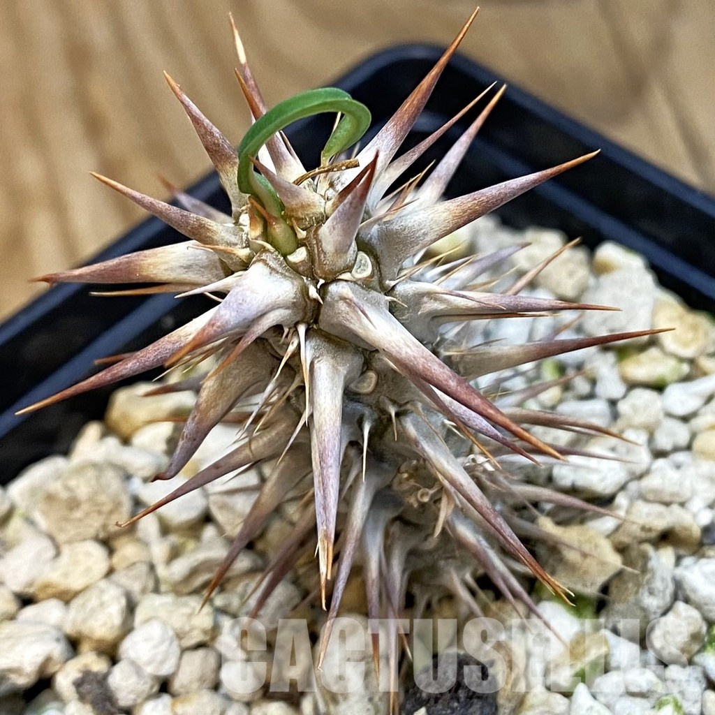 SH33881 Euphorbia rossii