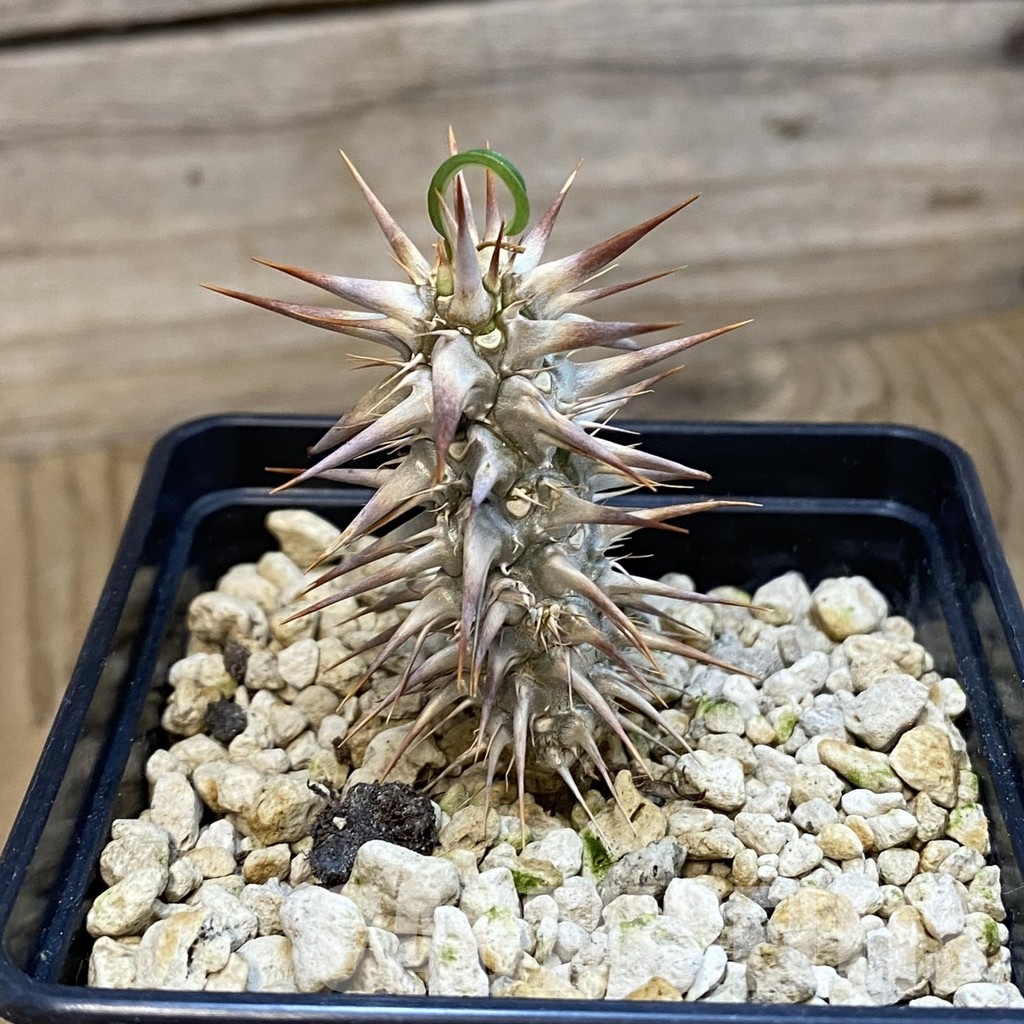 SH33881 Euphorbia rossii - Image 2