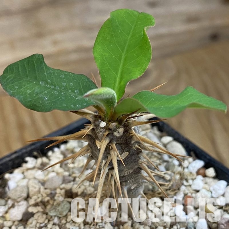 SH33882 Euphorbia croizatii