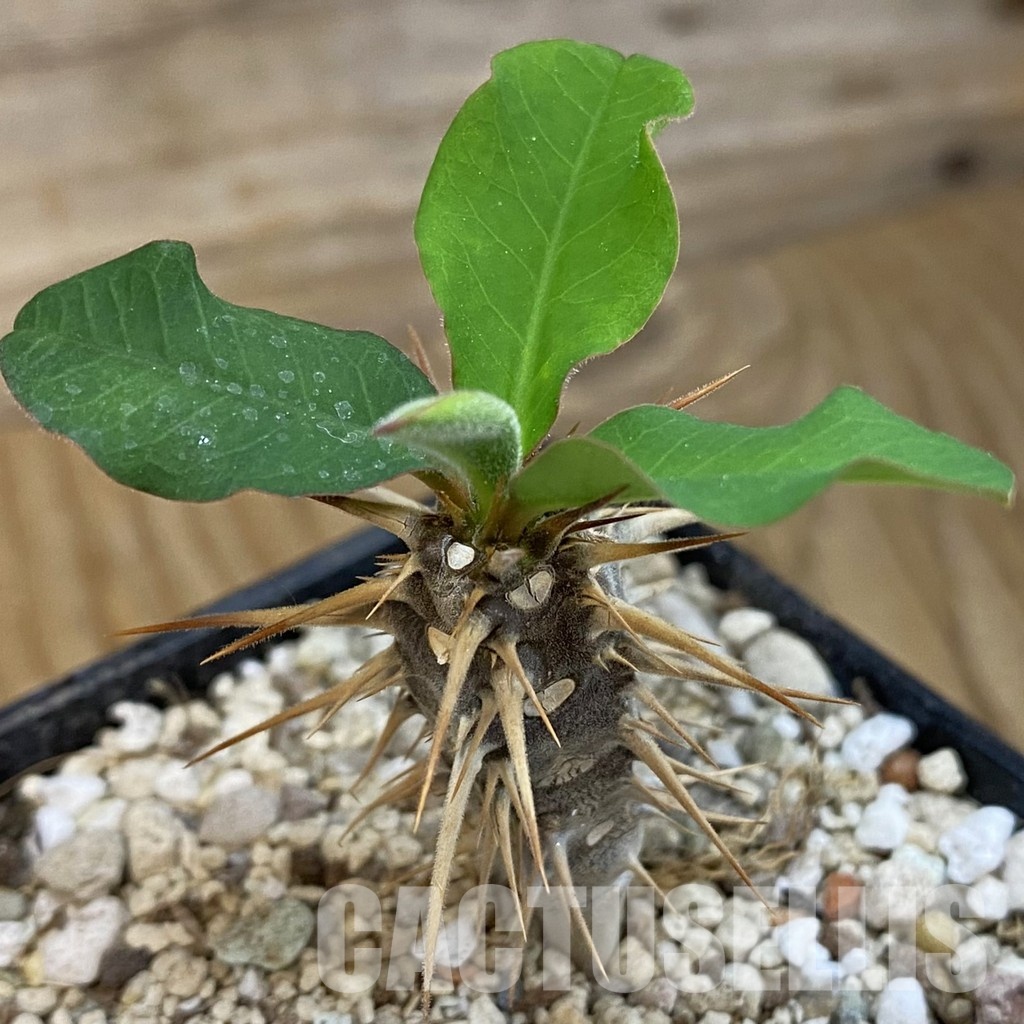 SH33882 Euphorbia croizatii