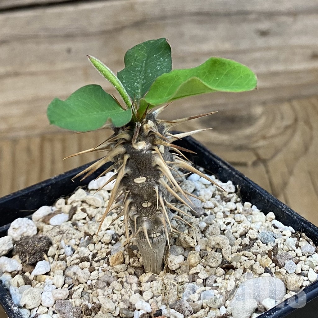 SH33882 Euphorbia croizatii - Image 2