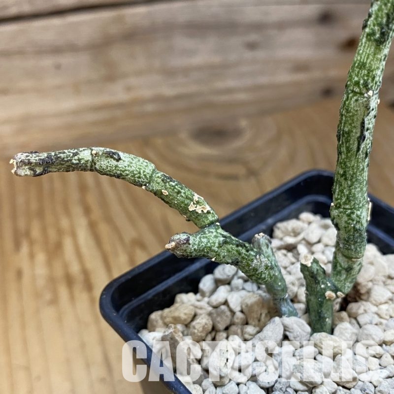 SH33886 Cynanchum sp. PV1883