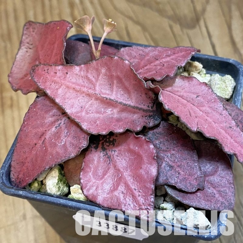 SH33887 Euphorbia francoisii -Thai hybrid-