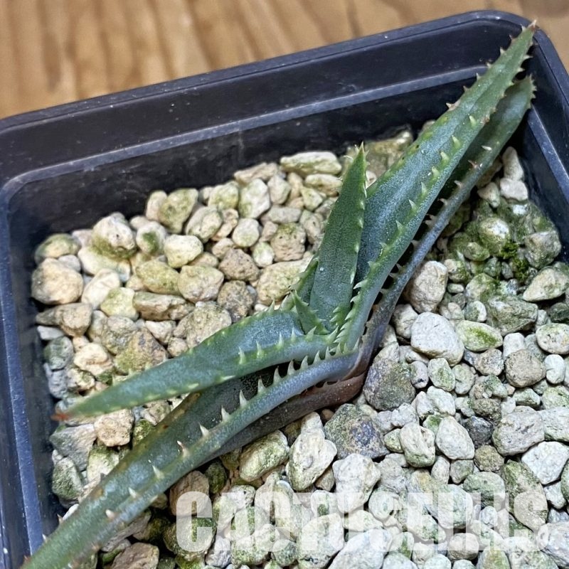 SH33835 Aloe argyrostachys