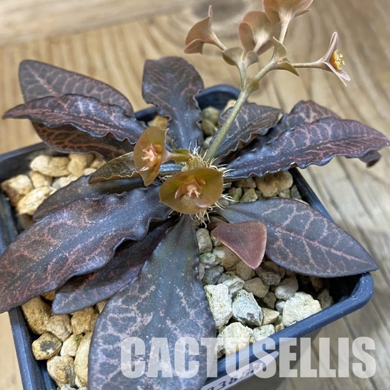 SH33888 Euphorbia francoisii -Thai hybrid-