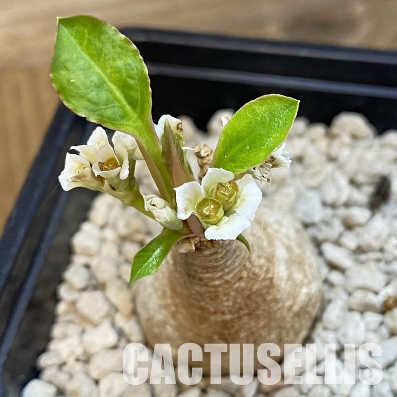 SH33890 Euphorbia primulifolia