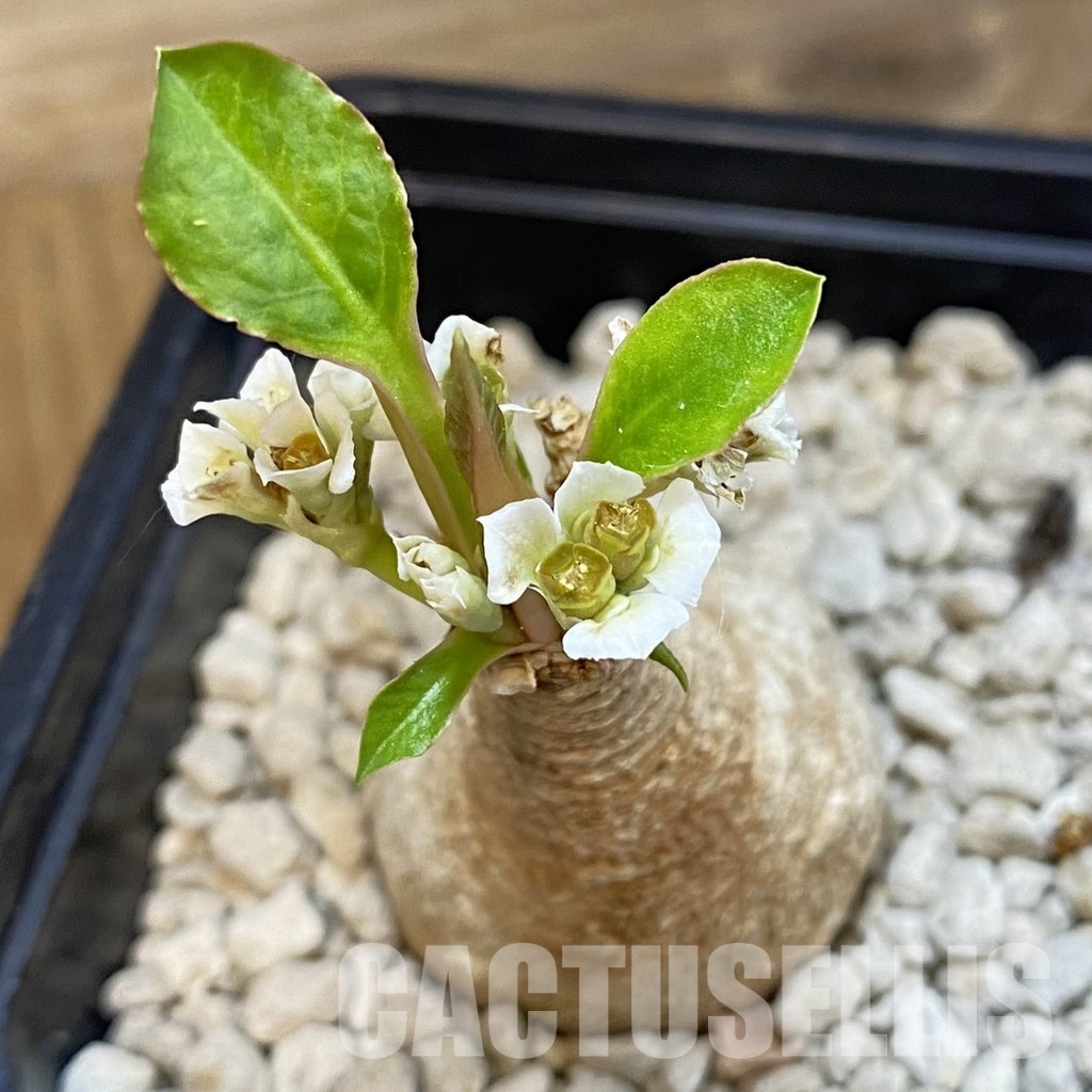 SH33890 Euphorbia primulifolia