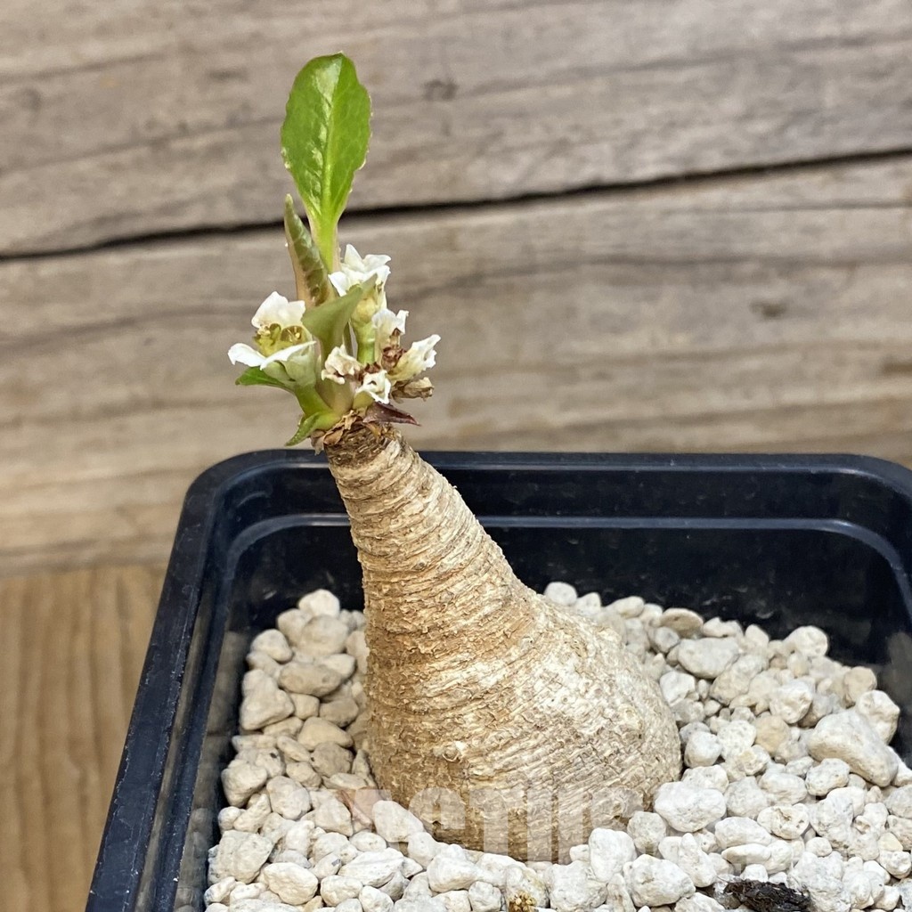 SH33890 Euphorbia primulifolia - Image 2