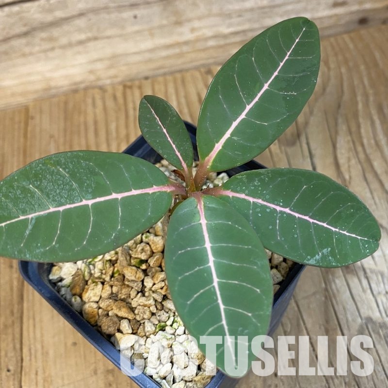 SH33892 Euphorbia millotii