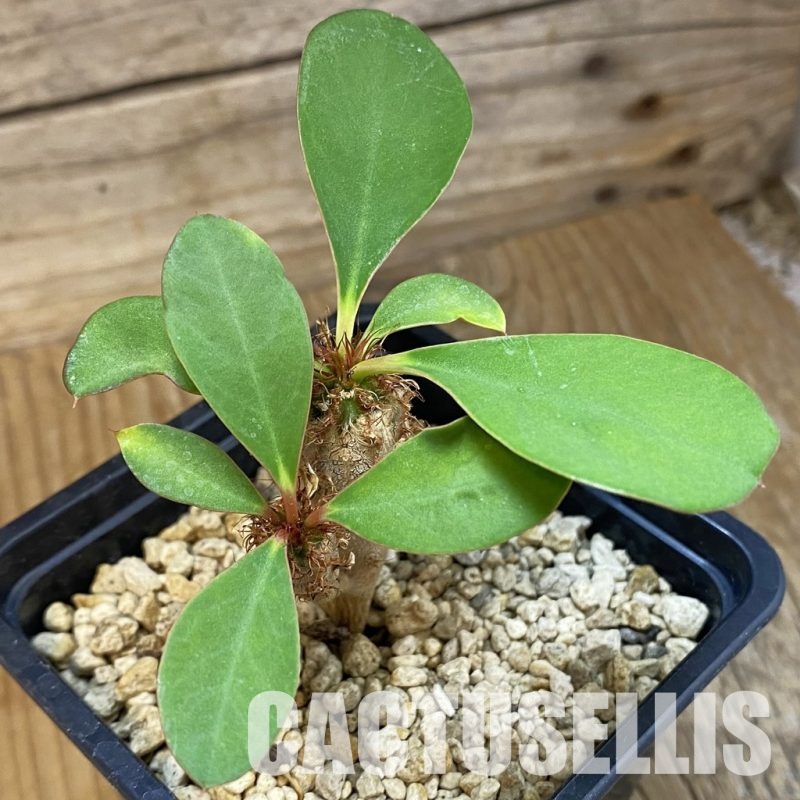 SH33893 Euphorbia capmanambatoensis PV2071