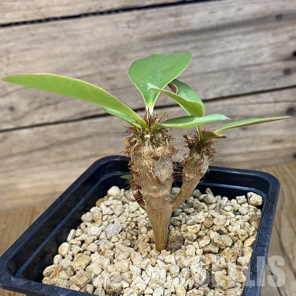 SH33893 Euphorbia capmanambatoensis PV2071 - Image 2