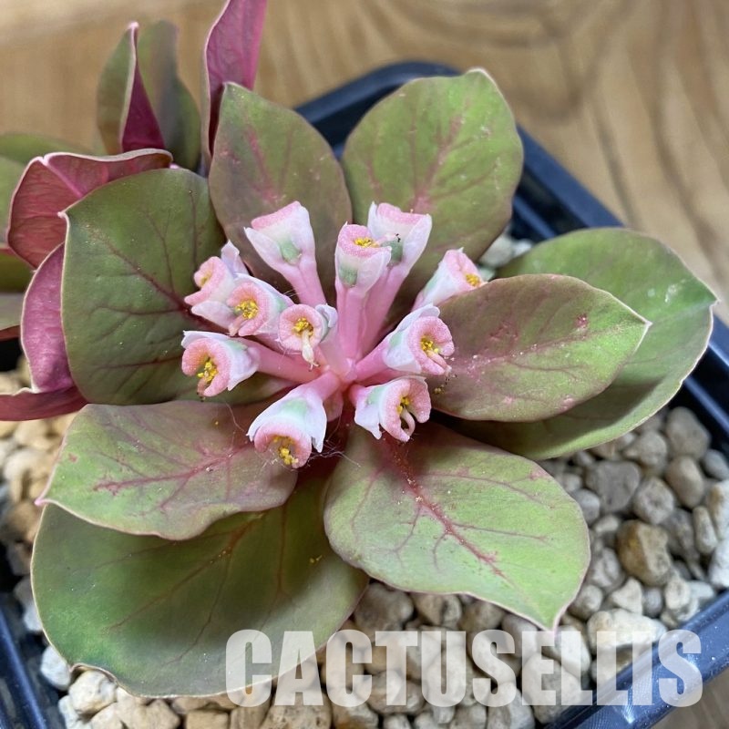 SH33894 Monadenium globosum ES 20369