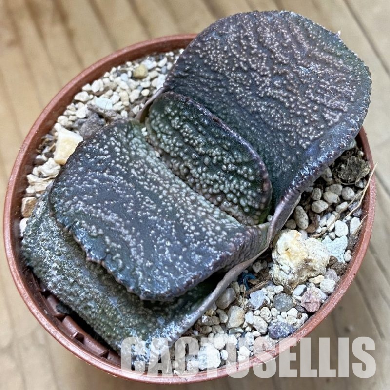 SH33830 Gasteria armstrongii hybrid -Japan-