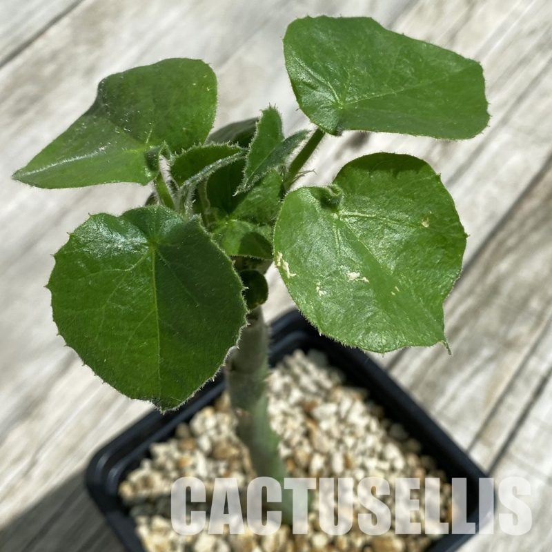 SH33896 Adenia keramanthus