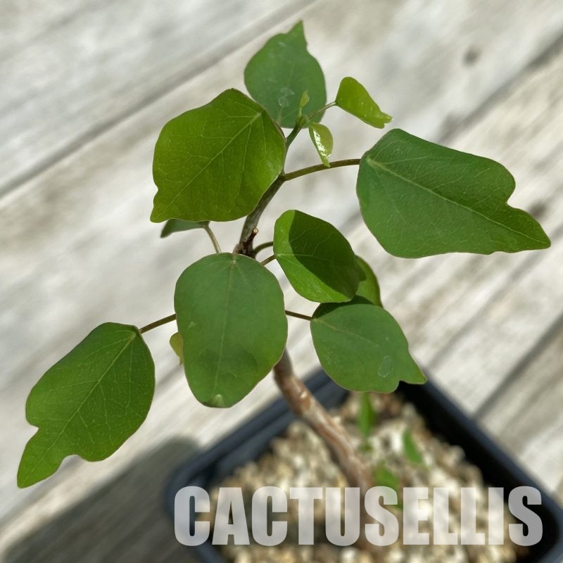 SH33897 Adenia firingalavensis