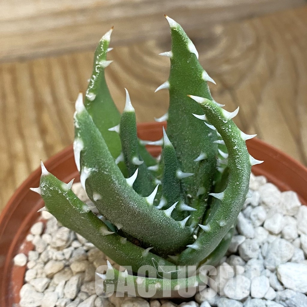 SH33836 Aloe melanacanth PV400 - Image 2