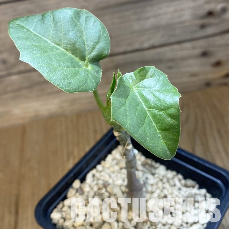 SH33898 Adenia ellenbeckii