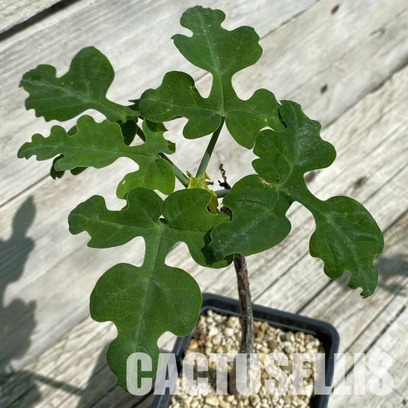 SH33899 Adenia ecirrosa