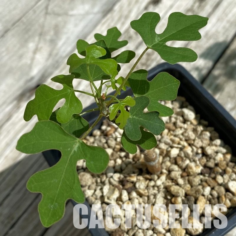 SH33900 Adenia olaboensis