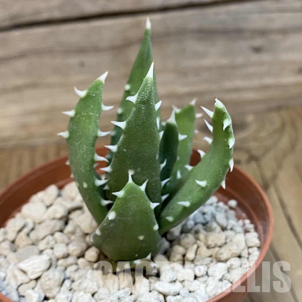 SH33836 Aloe melanacanth PV400 - Image 3