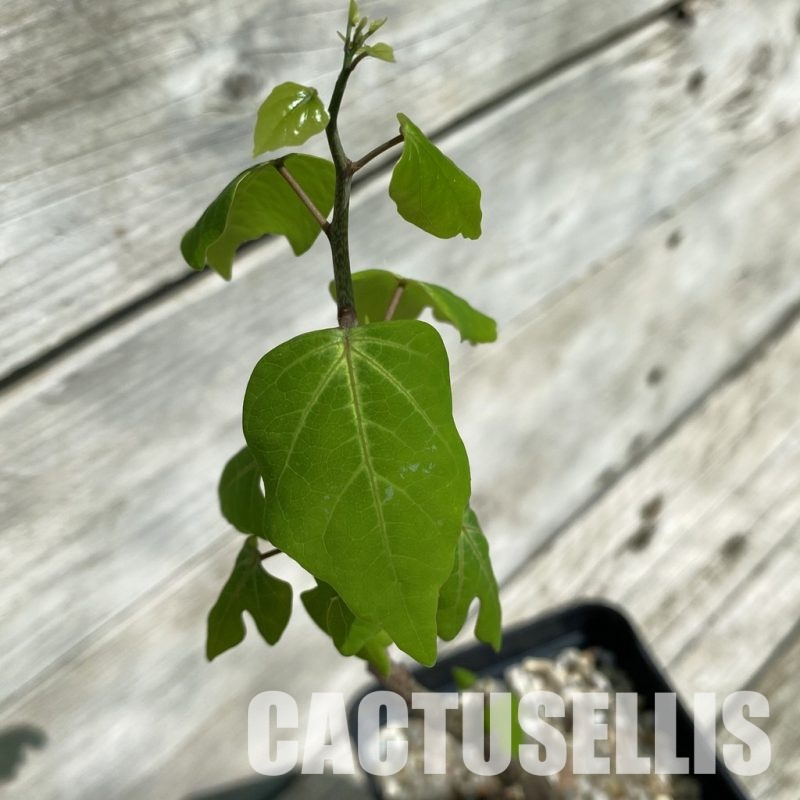 SH33904 Adenia olaboensis