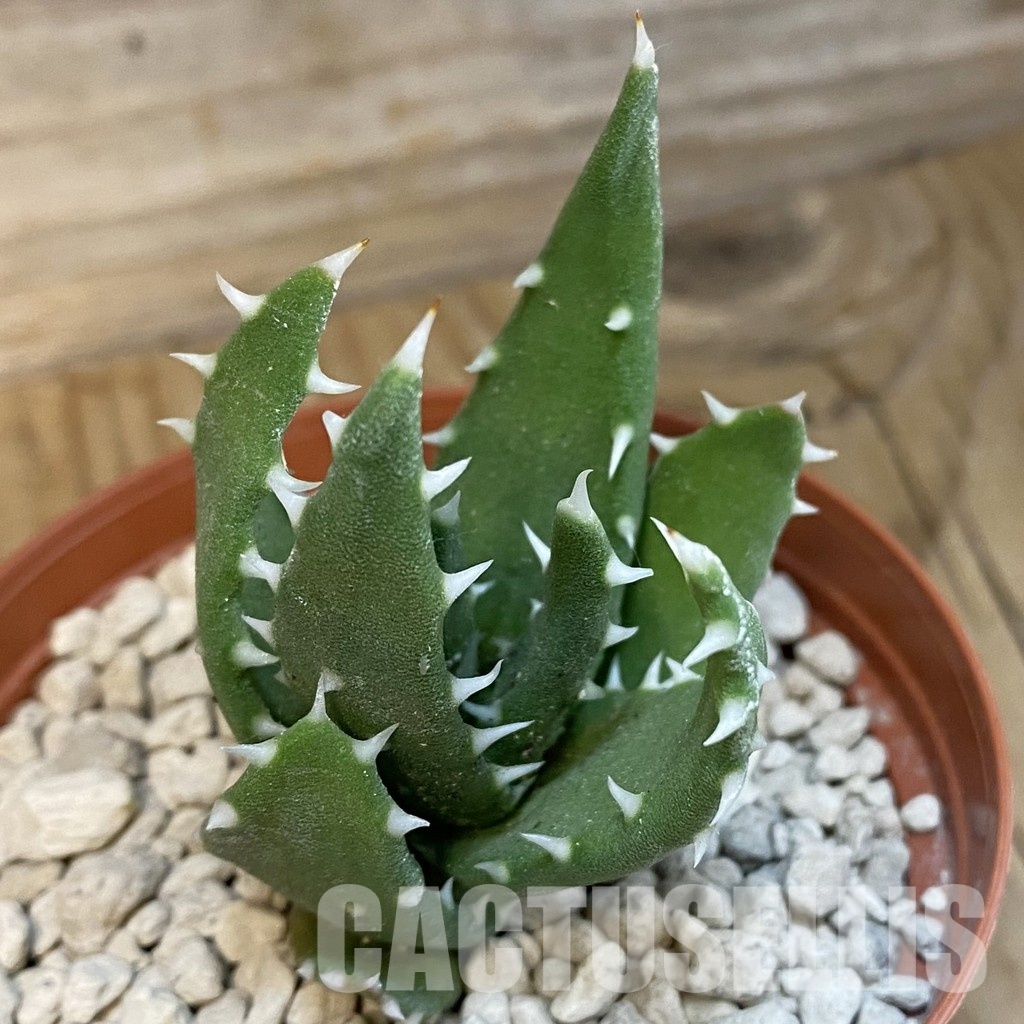 SH33836 Aloe melanacanth PV400