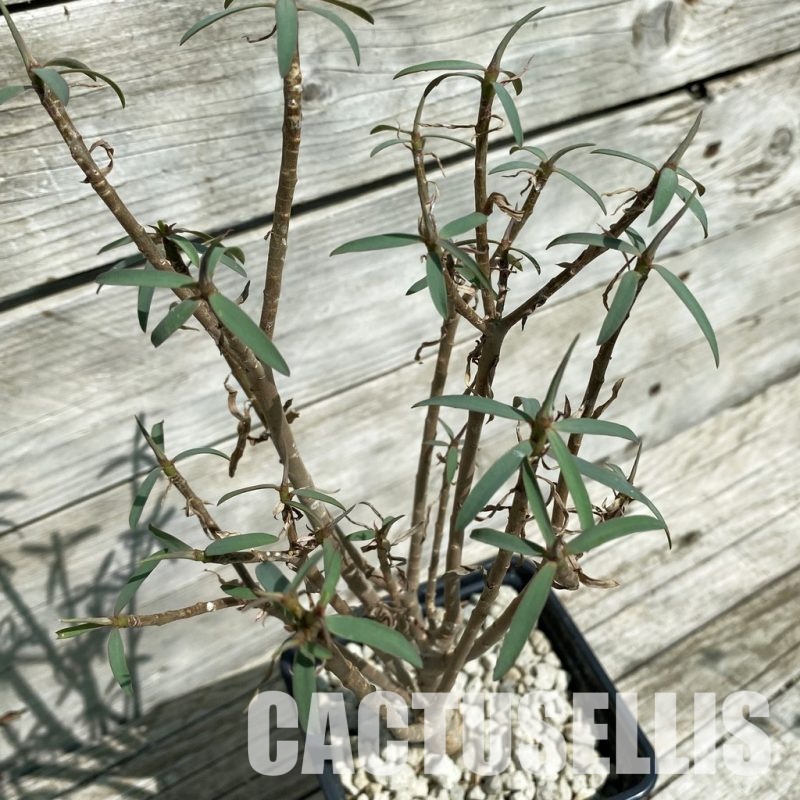 SH33907 Euphorbia balsamifera