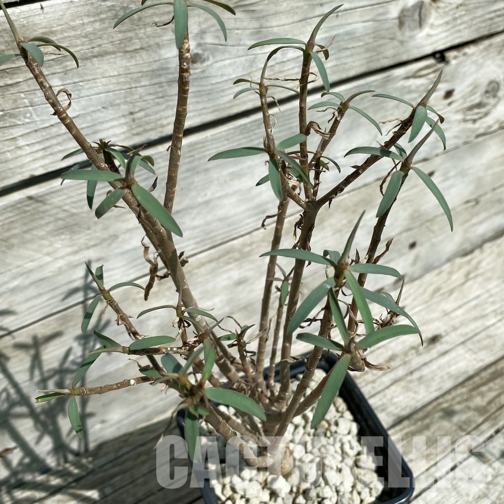 SH33907 Euphorbia balsamifera
