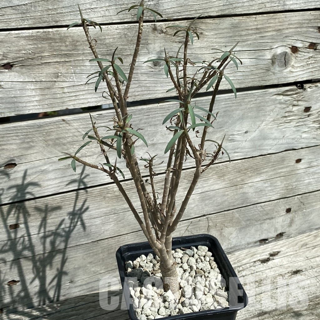 SH33907 Euphorbia balsamifera - Image 2