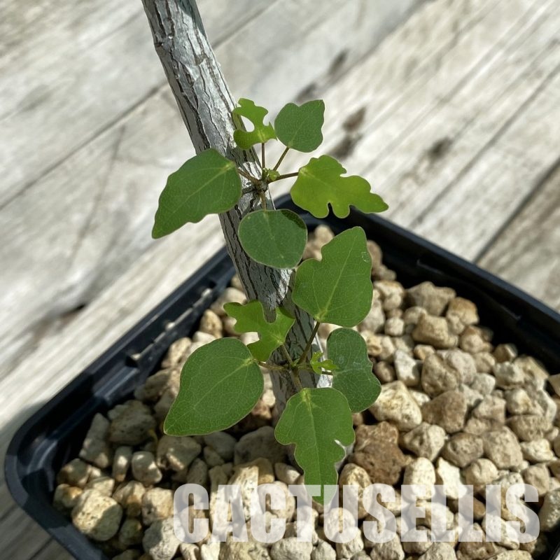 SH33908 Adenia olaboensis