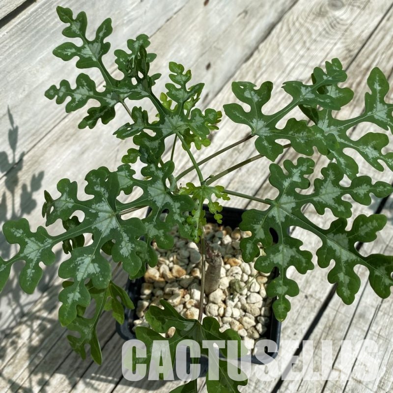 SH33909 Adenia perrieri