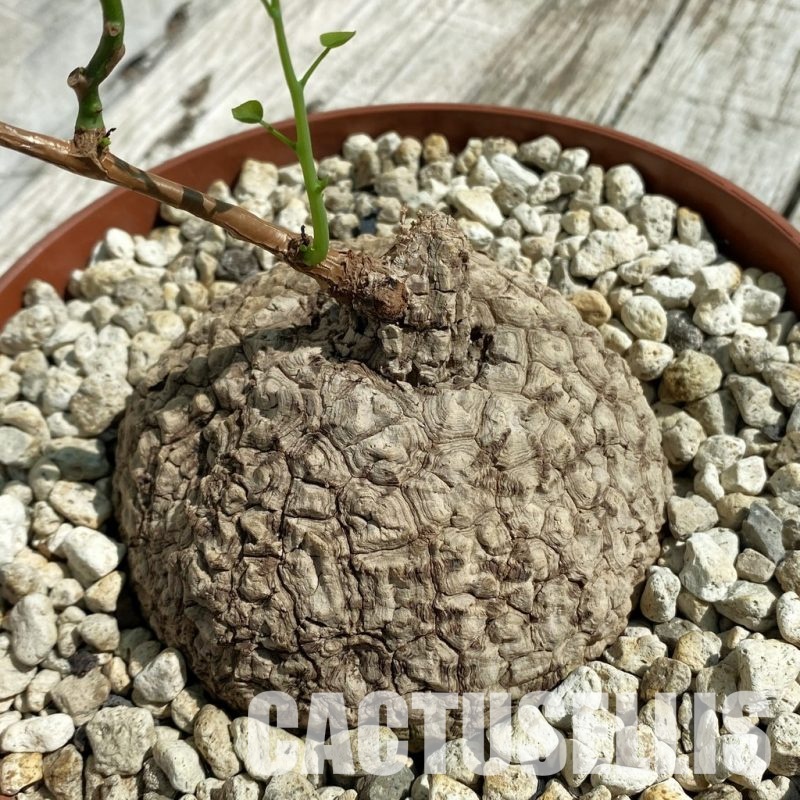 SH33910 Stephania suberosa