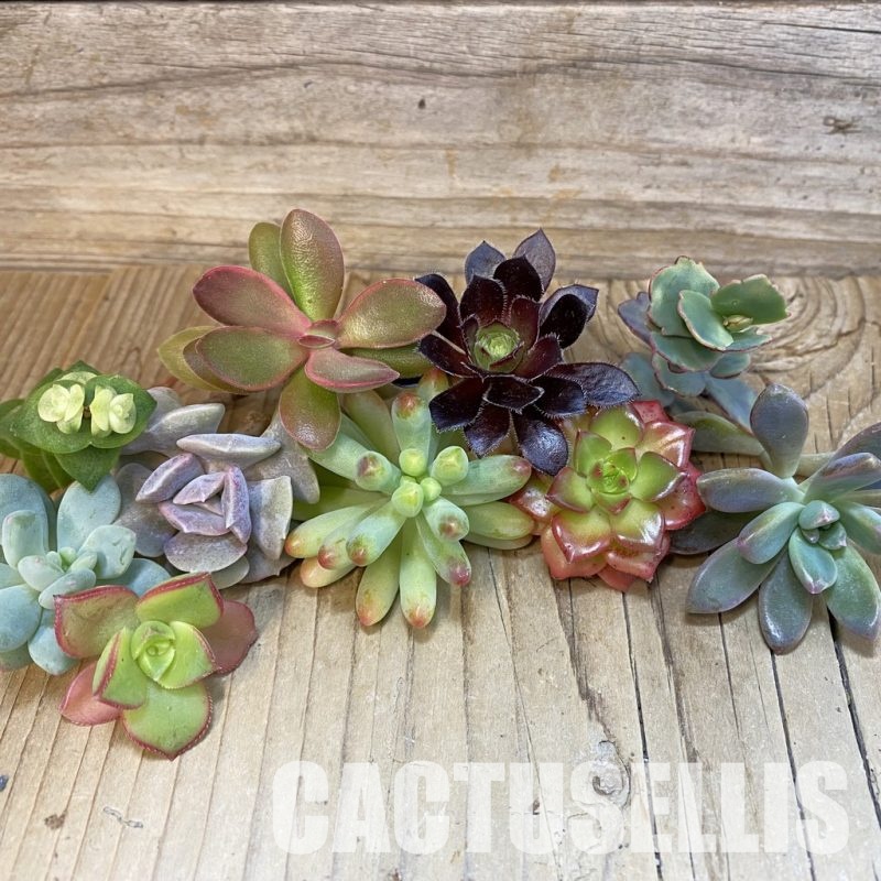SH33911 Succulents mix, cuted