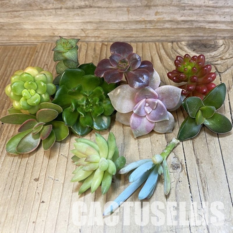 SH33912 Succulents mix, cuted