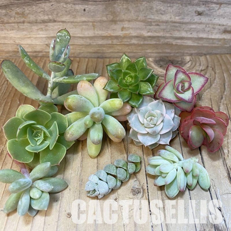 SH33913 Succulents mix, cuted